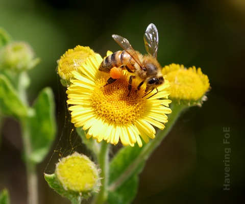 Bee on a feleabane flower