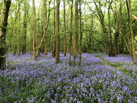 Bluebells in Frank's Wood, Cranham
