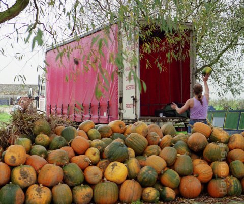 Man throwing pumpkins into a van