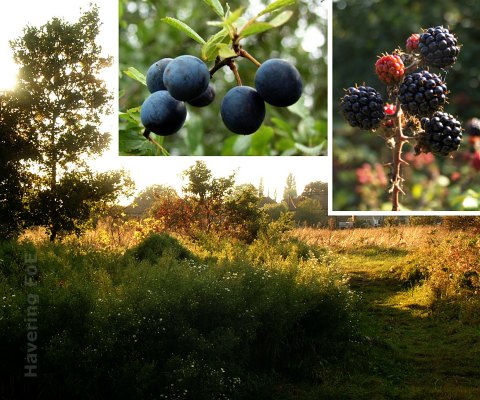 Scrubland with sloe and blackberry clusters inset