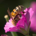 [Bee on flower]