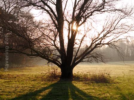 [A tree backlit by the sun]