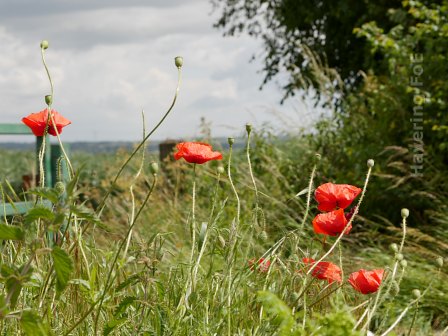 [Poppies in Fen Lane]