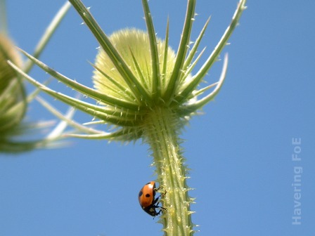 [Teasel stem with ladybird against clear blue sky]